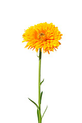 Image showing Pot marigold (Calendula officinalis)