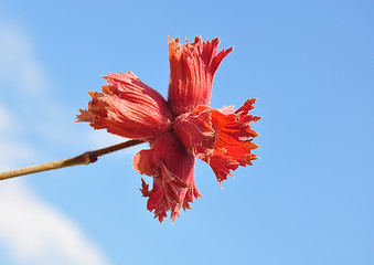 Image showing Red hazel