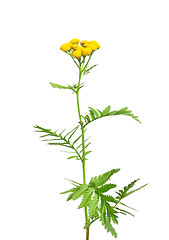 Image showing Tansy (Tanacetum vulgare)