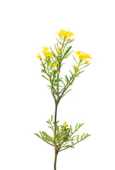 Image showing Creeping yellowcress (Rorippa sylvestris)