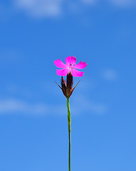 Image showing Carthusian pink (Dianthus carthusianorum)