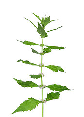 Image showing Gypsywort (Lycopus europaeus)