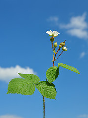 Image showing Blackberry with flower