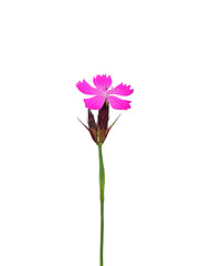 Image showing Carthusian pink (Dianthus carthusianorum)