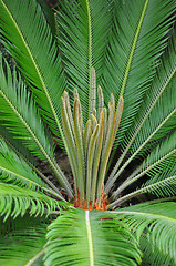 Image showing Cycad palm (Cycas)