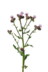 Image showing Creeping thistle (Cirsium arvense)