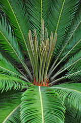 Image showing Cycad palm (Cycas)