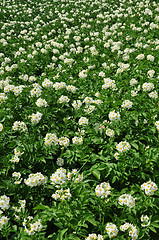 Image showing Potato field