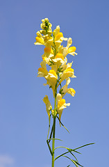 Image showing Common toadflax (Linaria vulgaris)