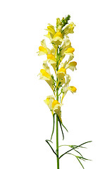 Image showing Common toadflax (Linaria vulgaris)