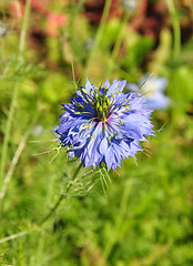 Image showing Love-in-a-mist (Nigella damascena)