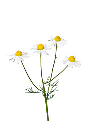 Image showing German chamomile (Matricaria chamomilla)