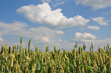 Image showing Wheat (Triticum aestivum)