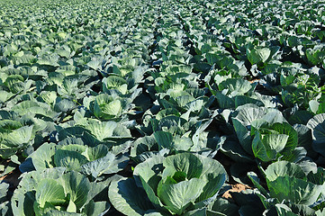 Image showing Cabbage field