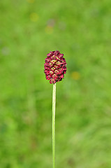 Image showing Great burnet (Sanguisorba officinalis)