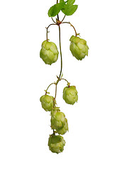 Image showing Hop (Humulus lupulus)