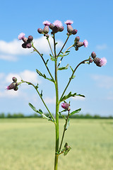 Image showing Creeping thistle (Cirsium arvense)