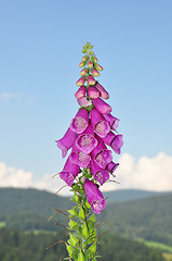 Image showing Common foxglove (Digitalis purpurea)