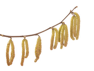 Image showing Hazel catkins (Corylus avellana)