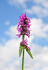 Image showing Purple betony (Betonica officinalis)