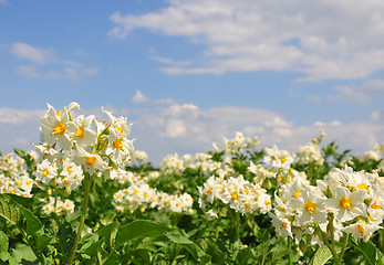 Image showing Potato field