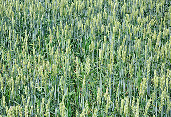 Image showing Wheat field (Triticum aestivum)
