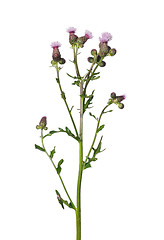 Image showing Creeping thistle (Cirsium arvense)
