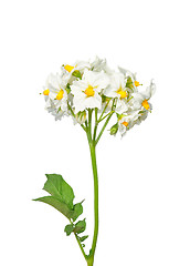 Image showing Potato flower