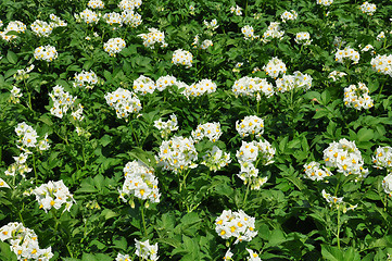 Image showing Potato field