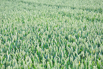 Image showing Wheat field (Triticum aestivum)