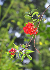 Image showing Red elderberry (Sambucus racemosa)