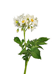 Image showing Potato flower