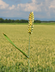 Image showing Wheat (Triticum aestivum)