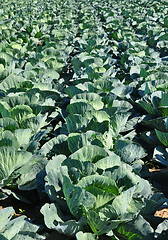 Image showing Cabbage field