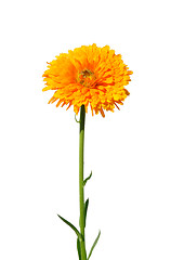 Image showing Pot marigold (Calendula officinalis)