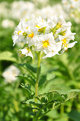 Image showing Potato flower