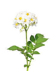 Image showing Potato flower