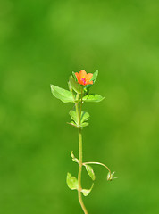 Image showing Scarlet pimpernel (Anagallis arvensis)