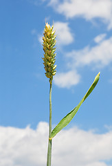 Image showing Wheat (Triticum aestivum)