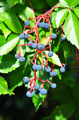 Image showing Virginia creeper (Parthenocissus quinquefolia)