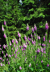 Image showing Common foxglove (Digitalis purpurea)