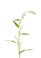 Image showing Tasteless water-pepper (Persicaria dubia)