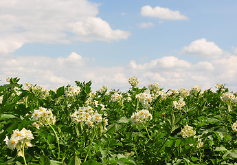 Image showing Potato field