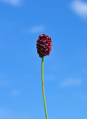 Image showing Great burnet (Sanguisorba officinalis)