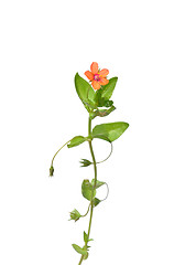 Image showing Scarlet pimpernel (Anagallis arvensis)