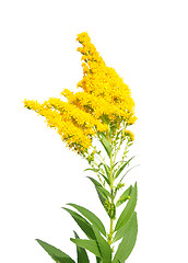 Image showing Giant goldenrod (Solidago gigantea)