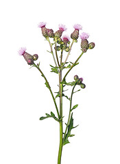 Image showing Creeping thistle (Cirsium arvense)