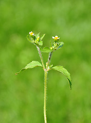 Image showing Shaggy soldier (Galinsoga ciliata)