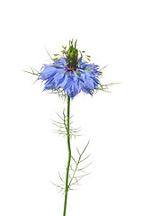 Image showing Love-in-a-mist (Nigella damascena)