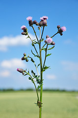 Image showing Creeping thistle (Cirsium arvense)